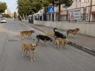 Başıboş köpek sürüsü